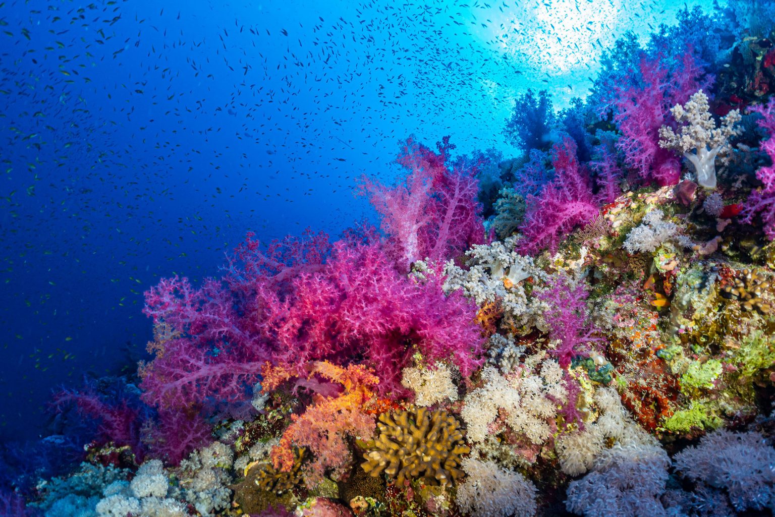 underwater low res